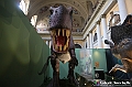 VBS_1040 - Dinosauri. Terra dei giganti